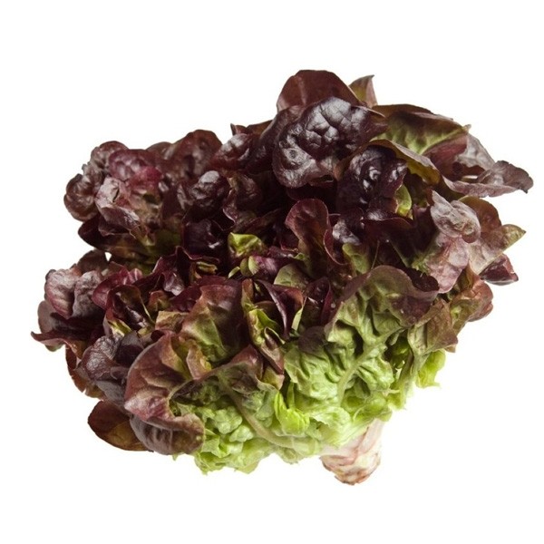 Lechuga variedad Roble - Verduras Valencia